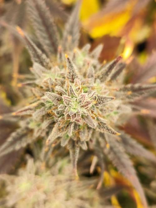 Hella Jelly Auto 🍯🌿. Week 11 - 01.09.2026