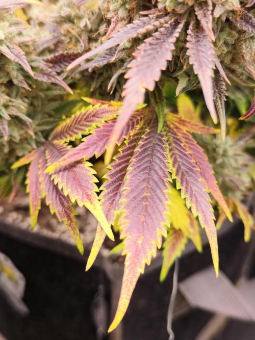 Hella Jelly Auto 🍯🌿. Week 11 - 01.09.2026