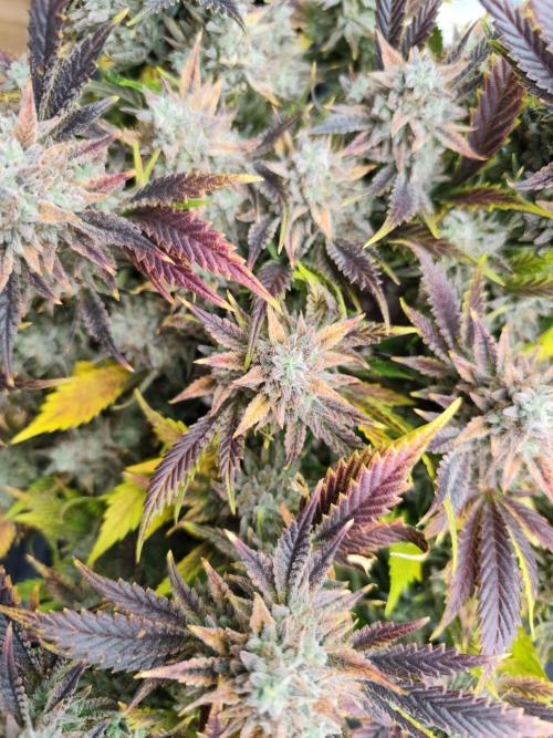 Humboldt Seed Company - Hella Jelly door ZariRat_Grow