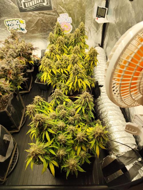 Jelly Donutz Auto 🍩. Week 11 - 01.09.2026
