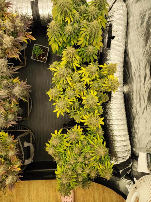 Jelly Donutz Auto 🍩. Week 11 - 01.09.2026
