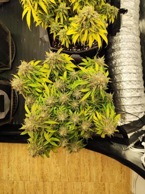 Jelly Donutz Auto 🍩. Week 11 - SPRINKLES