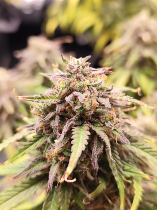 Jelly Donutz Auto 🍩. Week 11 - 01.09.2026