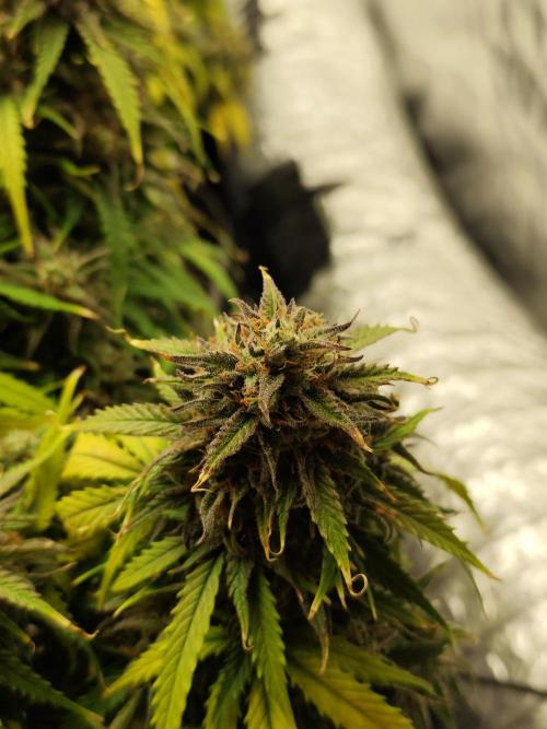 Jelly Donutz Auto 🍩. Week 11 - 01.09.2026