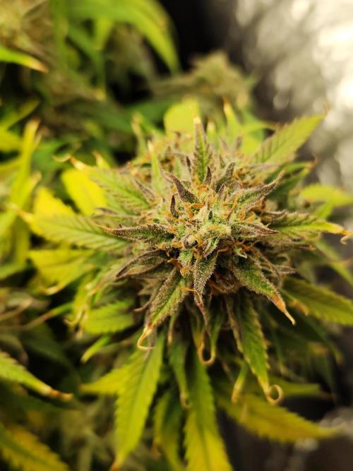 Jelly Donutz Auto 🍩. Week 11 - 01.09.2026