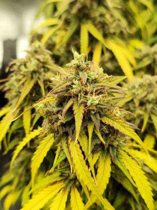 Jelly Donutz Auto 🍩. Week 11 - 01.09.2026