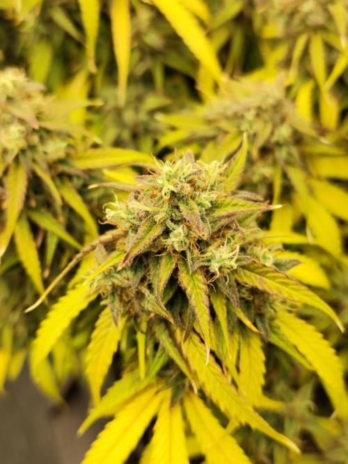 Jelly Donutz Auto 🍩. Week 11 - 01.09.2026