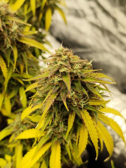 Jelly Donutz Auto 🍩. Week 11 - 01.09.2026