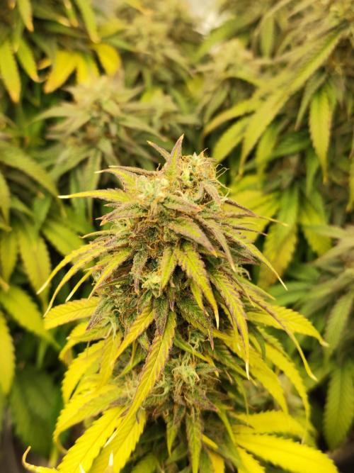 Jelly Donutz Auto 🍩. Week 11 - 01.09.2026