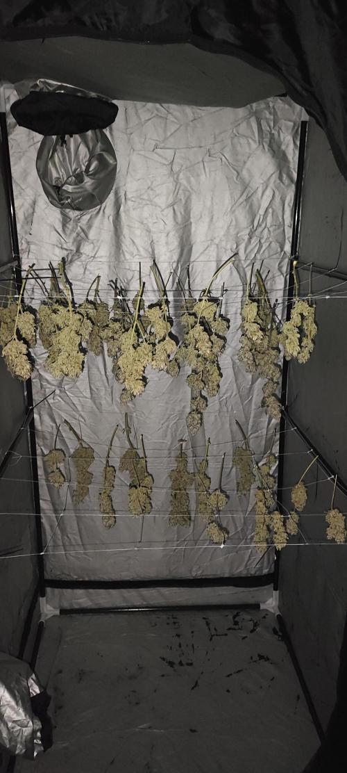 Hella Jelly Auto 🍯🌿. Week 12