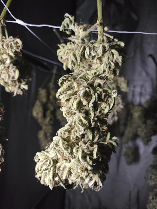 Hella Jelly Auto 🍯🌿. Week 12