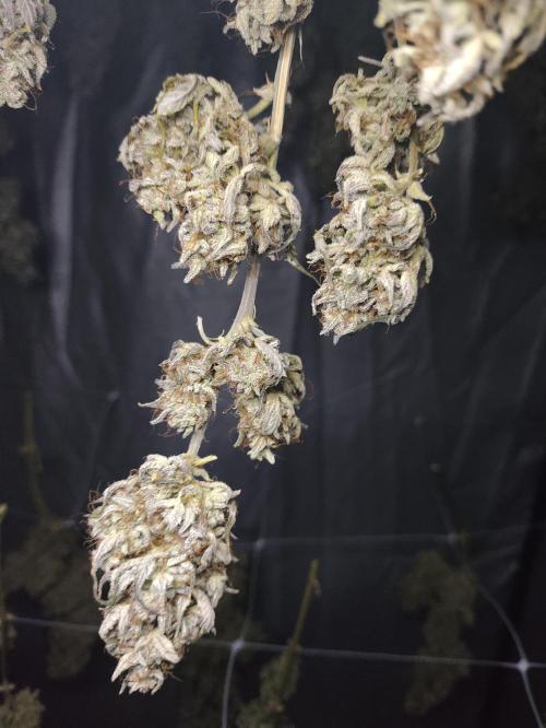 Hella Jelly Auto 🍯🌿. Week 12