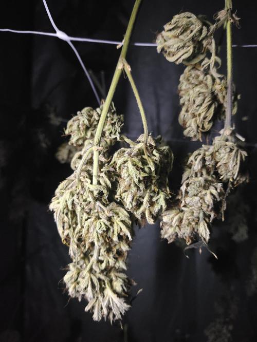 Hella Jelly Auto 🍯🌿. Week 12