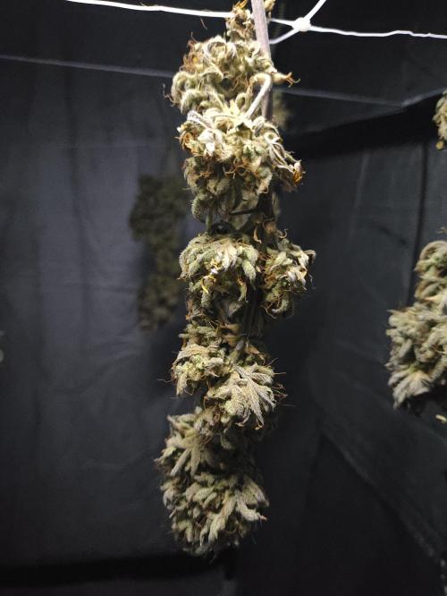 Hella Jelly Auto 🍯🌿. Week 12