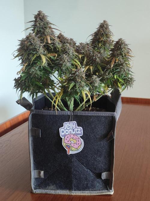 Jelly Donutz Auto 🍩. Week 12