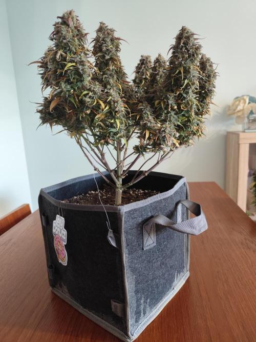 Jelly Donutz Auto 🍩. Week 12