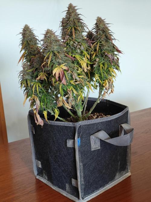 Jelly Donutz Auto 🍩. Week 12