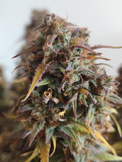 Jelly Donutz Auto 🍩. Week 12