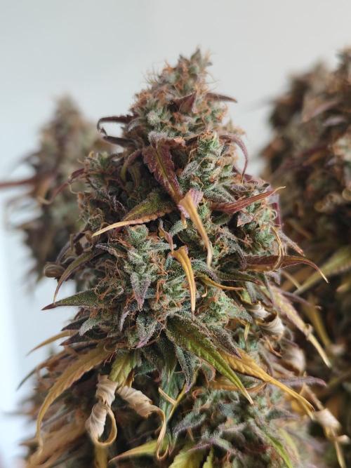 Jelly Donutz Auto 🍩. Week 12
