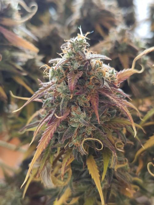 Jelly Donutz Auto 🍩. Week 12