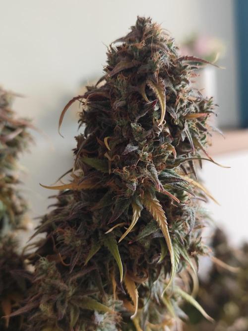 Jelly Donutz Auto 🍩. Week 12