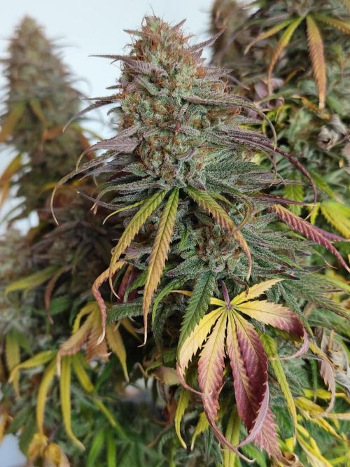 Jelly Donutz Auto 🍩. Week 12
