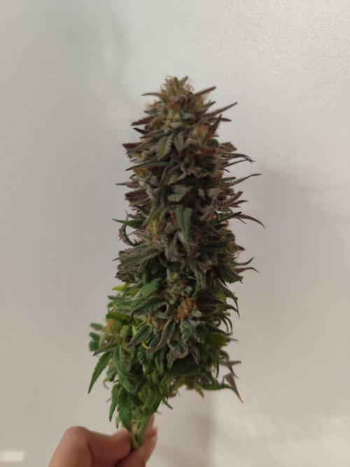 Jelly Donutz Auto 🍩. Week 12