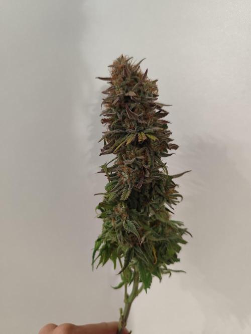 Jelly Donutz Auto 🍩. Week 12