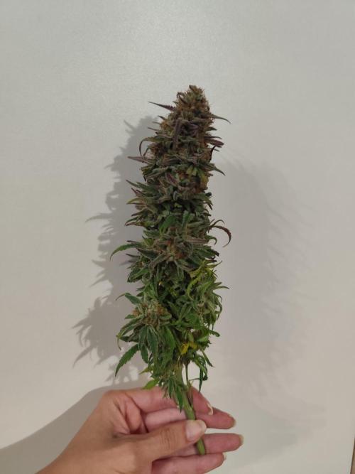 Jelly Donutz Auto 🍩. Week 12