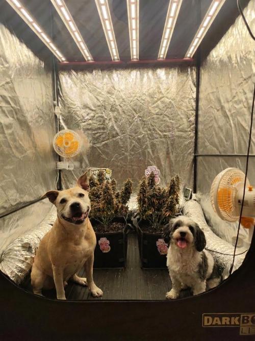 Jelly Donutz Auto 🍩. Week 12 - The best growers ! 💚🐶