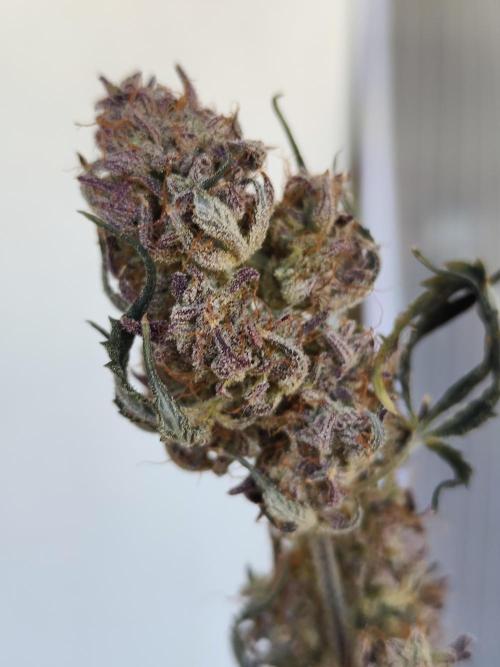 Hella Jelly Auto 🍯🌿. Week 12