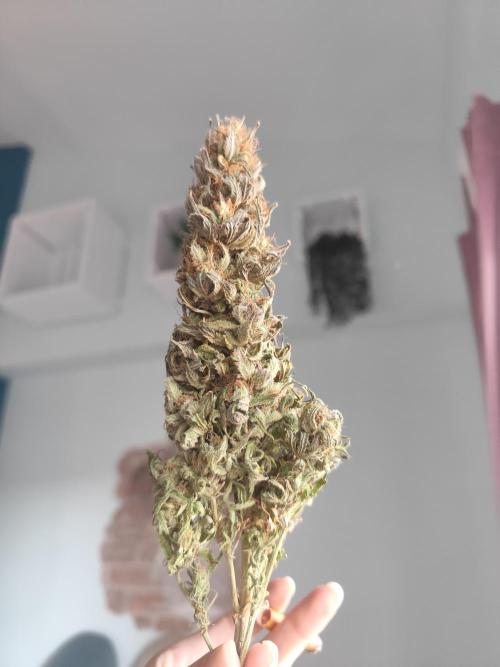 Jelly Donutz Auto 🍩. Week 12 - Jelly Donutz Auto 🍩🍇 - HUMBOLDT SEED COMPANY