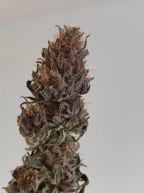 Jelly Donutz Auto 🍩. Week 12 - Jelly Donutz Auto 🍩🍇 - HUMBOLDT SEED COMPANY