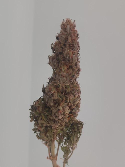 Jelly Donutz Auto 🍩. Week 12 - Jelly Donutz Auto 🍩🍇 - HUMBOLDT SEED COMPANY