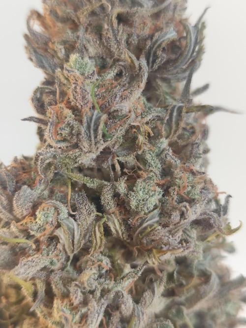 Jelly Donutz Auto 🍩. Week 12 - Jelly Donutz Auto 🍩🍇 - HUMBOLDT SEED COMPANY