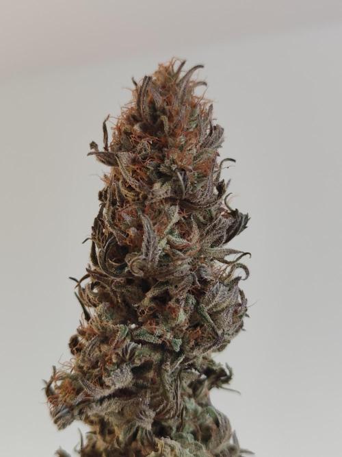 Jelly Donutz Auto 🍩. Week 12 - Jelly Donutz Auto 🍩🍇 - HUMBOLDT SEED COMPANY