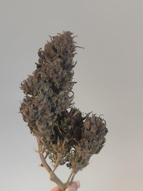 Jelly Donutz Auto 🍩. Week 12 - Jelly Donutz Auto 🍩🍇 - HUMBOLDT SEED COMPANY