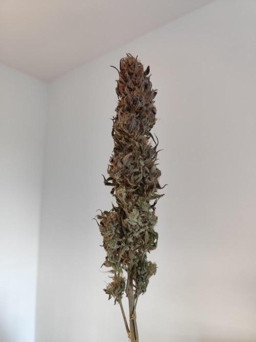 Jelly Donutz Auto 🍩. Week 12 - Jelly Donutz Auto 🍩🍇 - HUMBOLDT SEED COMPANY
