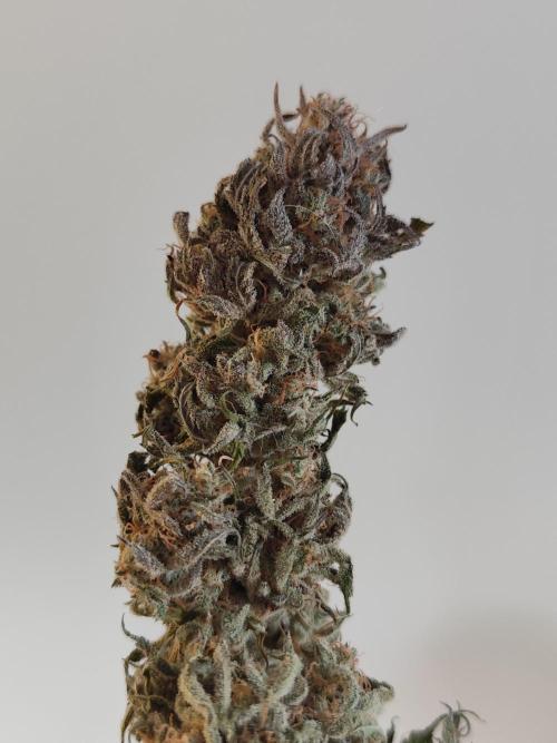 Jelly Donutz Auto 🍩. Week 12 - Jelly Donutz Auto 🍩🍇 - HUMBOLDT SEED COMPANY