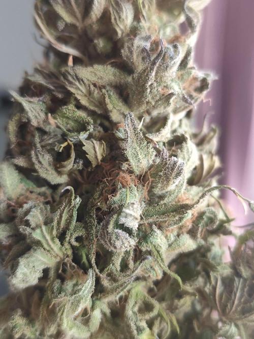 Jelly Donutz Auto 🍩. Week 12 - Jelly Donutz Auto 🍩🍇 - HUMBOLDT SEED COMPANY