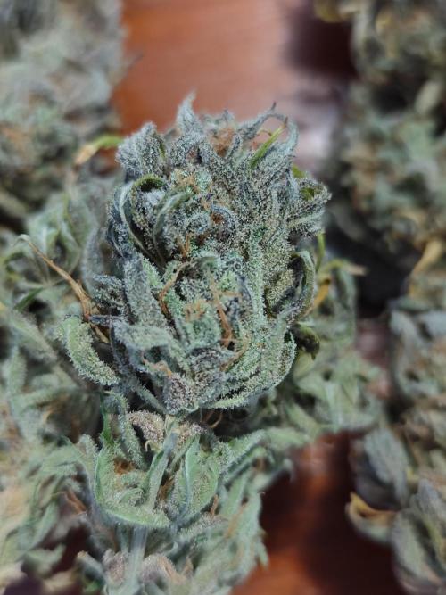 Jelly Donutz Auto 🍩. Week 12 - Jelly Donutz Auto 🍩🍇 - HUMBOLDT SEED COMPANY