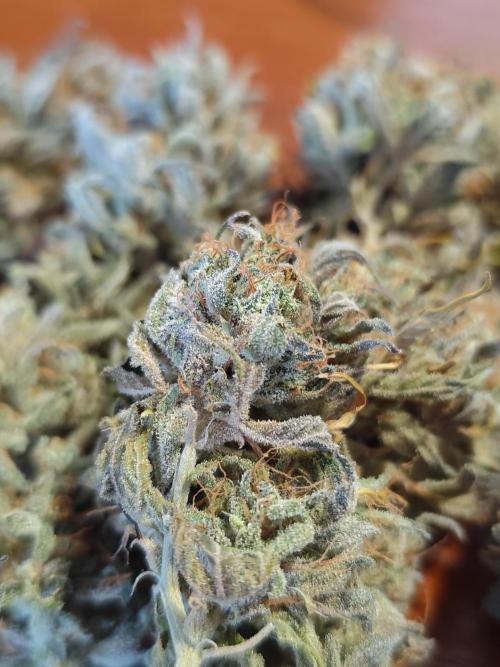 Jelly Donutz Auto 🍩. Week 12 - Jelly Donutz Auto 🍩🍇 - HUMBOLDT SEED COMPANY