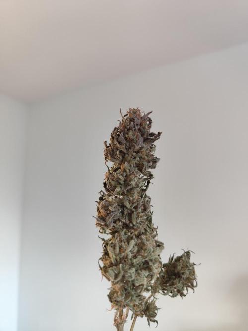 Jelly Donutz Auto 🍩. Week 12 - Jelly Donutz Auto 🍩🍇 - HUMBOLDT SEED COMPANY