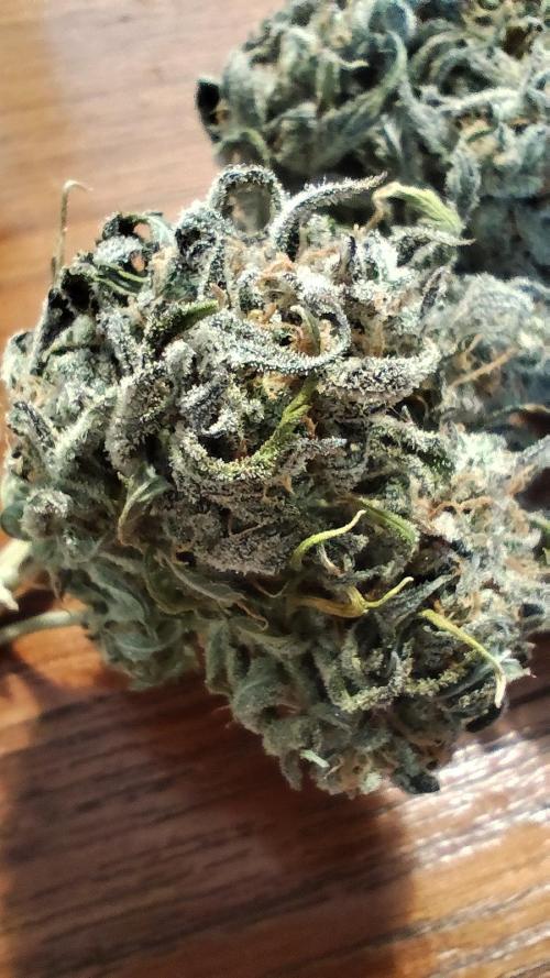 Jelly Donutz Auto 🍩. Week 12 - Jelly Donutz Auto 🍩🍇 - HUMBOLDT SEED COMPANY