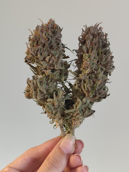 Jelly Donutz Auto 🍩. Week 12 - Jelly Donutz Auto 🍩🍇 - HUMBOLDT SEED COMPANY