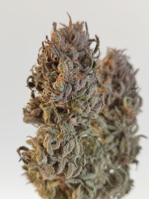 Jelly Donutz Auto 🍩. Week 12 - Jelly Donutz Auto 🍩🍇 - HUMBOLDT SEED COMPANY