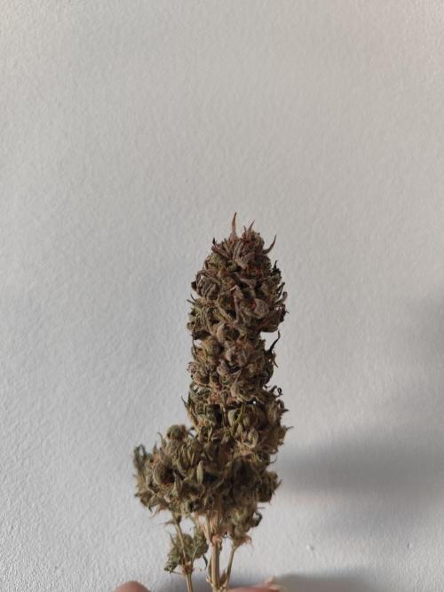 Jelly Donutz Auto 🍩. Week 12 - Jelly Donutz Auto 🍩🍇 - HUMBOLDT SEED COMPANY