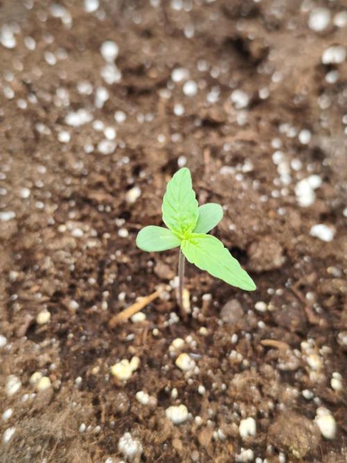 Apple Blossom Auto 🍎🌸. Week 0
