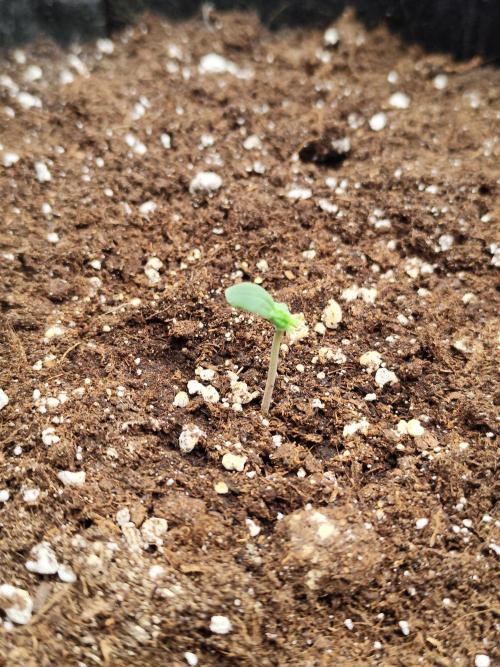 Apple Blossom Auto 🍎🌸. Week 0