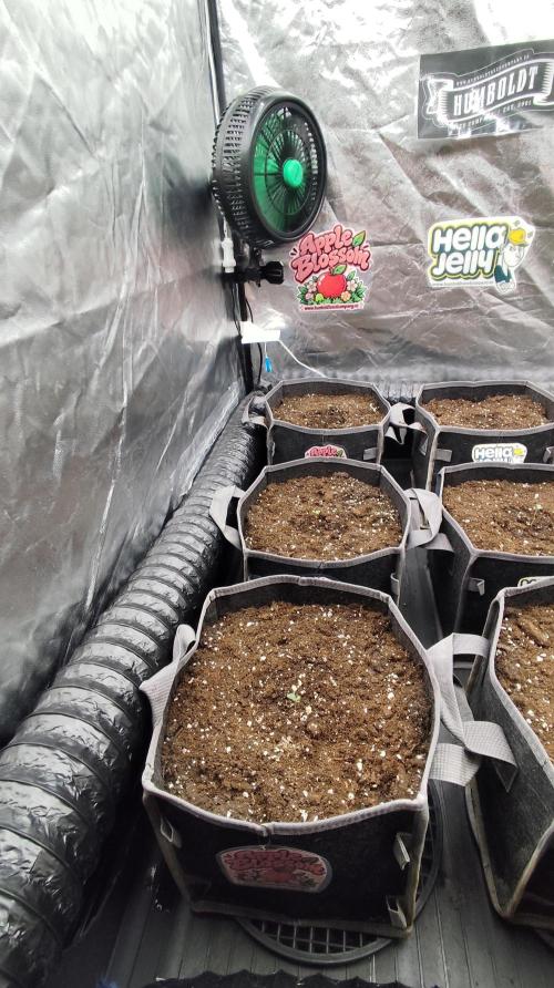 Apple Blossom Auto 🍎🌸. Week 0